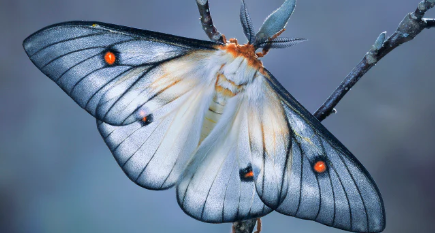 Apollina